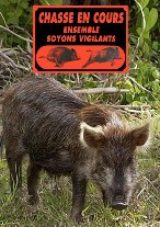 Chasse sangliers Decazeville Chasse sangliers Decazeville