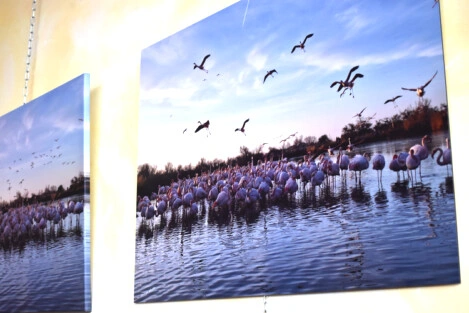 Vernissage expo photos "La Camargue"