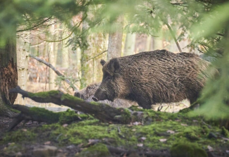 Battues aux sangliers à Decazeville